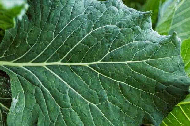 As Propriedades da Couve
